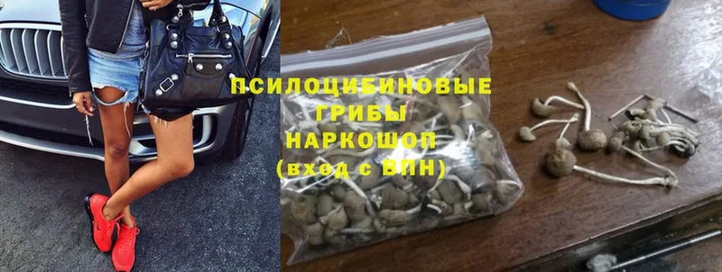 Псилоцибиновые грибы Psilocybine cubensis  Баймак 